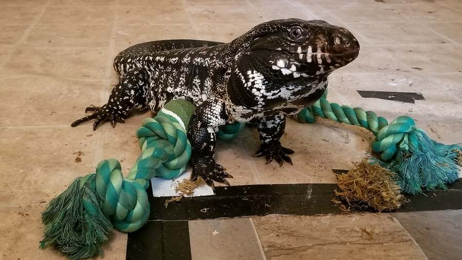 Winston the Tegu, internet star - FOX 47 News WSYM Lansing, Jackson